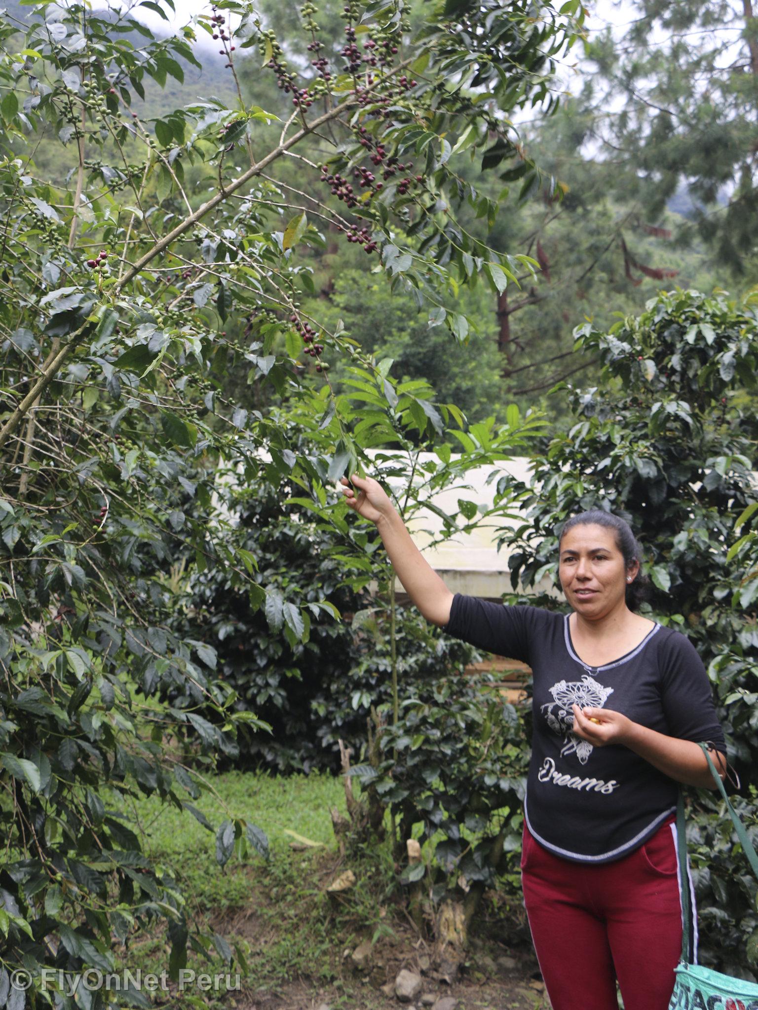 Fotóalbum: Visit to the coffee plantation