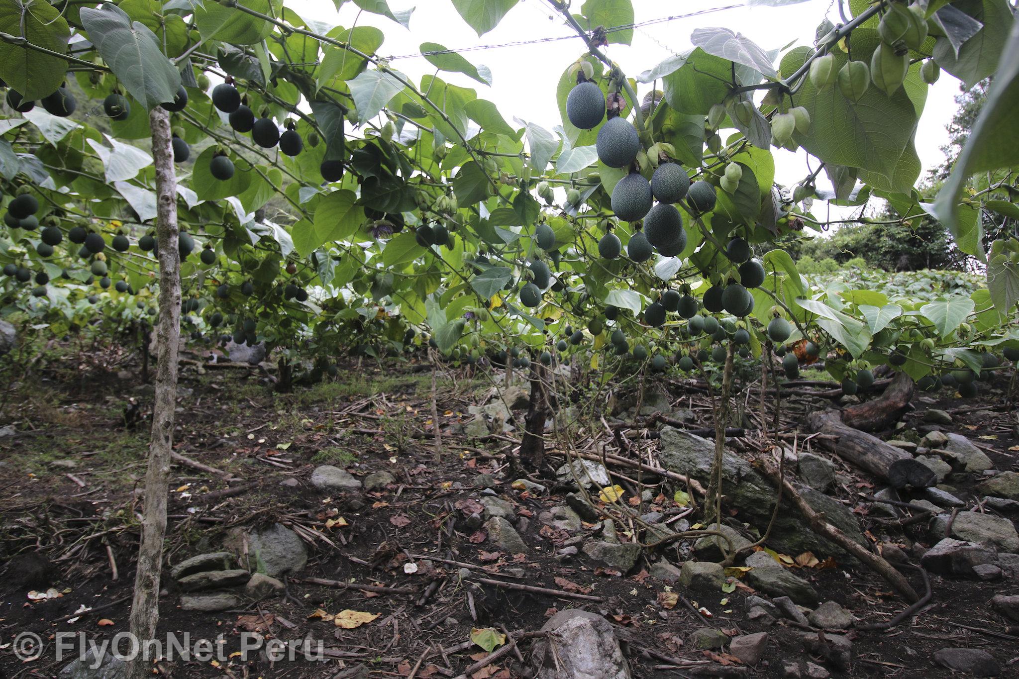 Fotóalbum: Visit to the coffee plantation