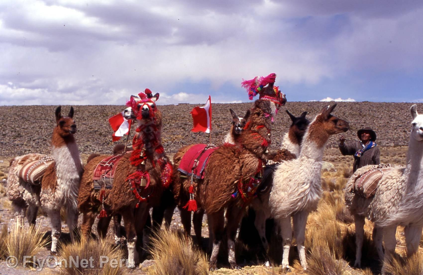 Fotóalbum: Llamas